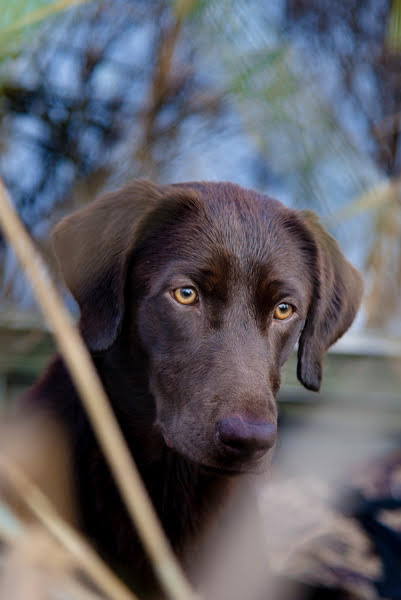 HRCH  Kash Monie MH | Chocolate Labrador Retriver