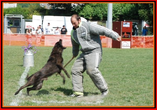 Erthon von Carolus-Magnus | Dutch Shepherd 