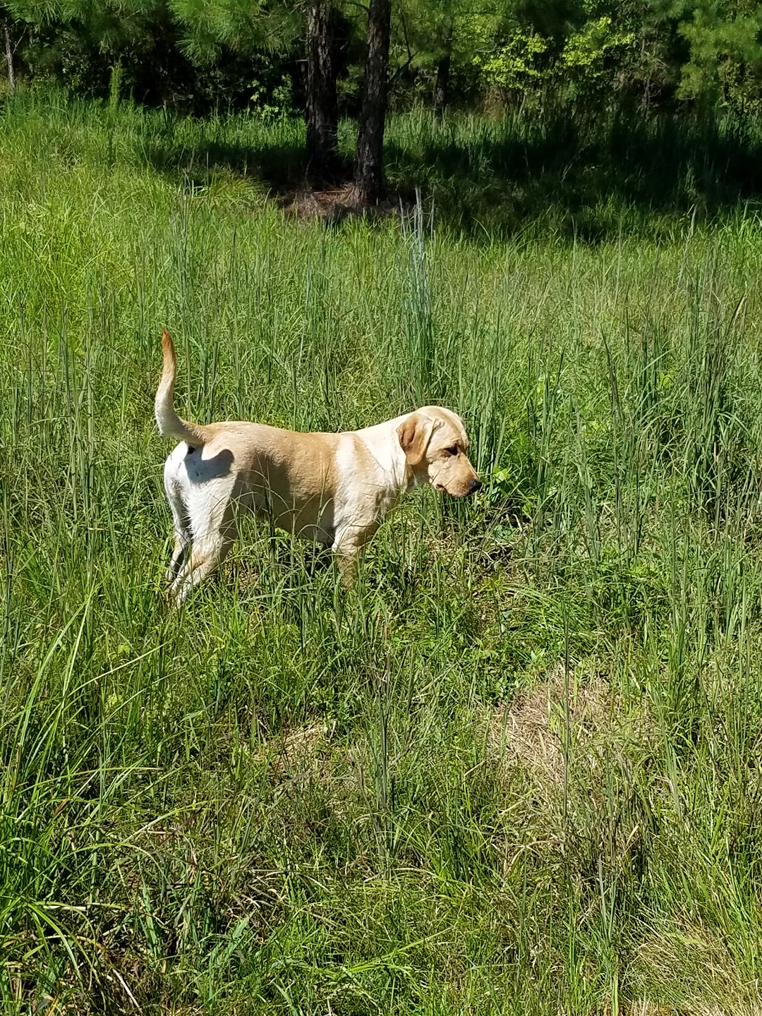 4XGMPR HRCH Breeze's Little Yellow Gracie of RVK SH | Yellow Labrador Retriver