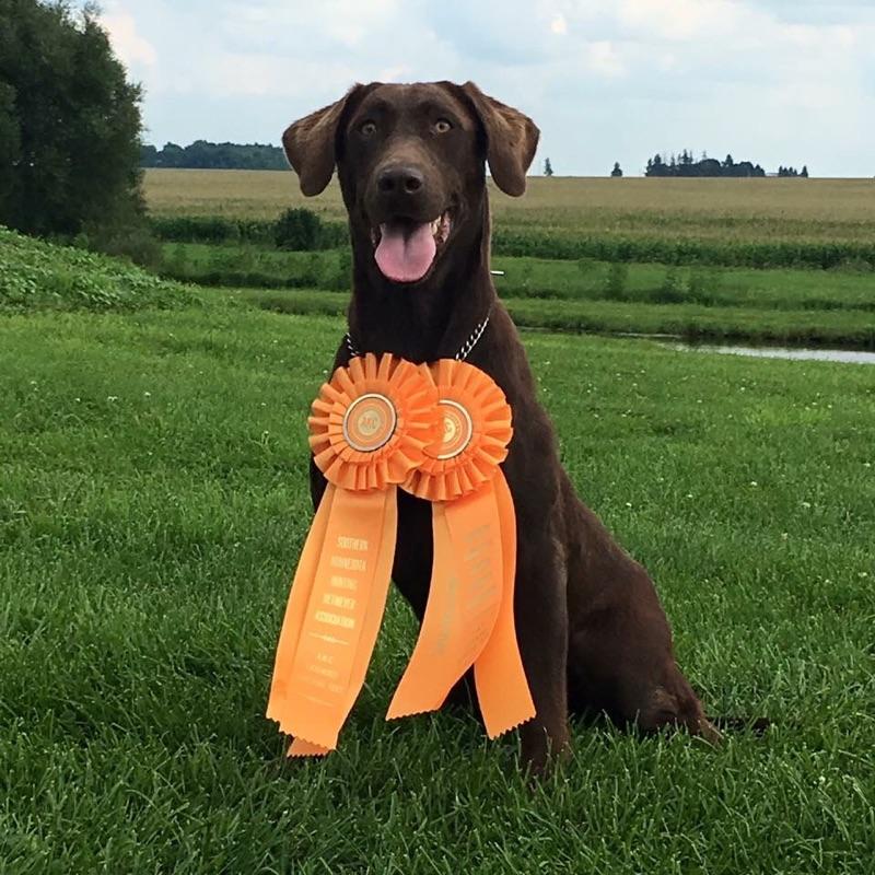 Rocky Mountains Chocolate Ticket Stitch JH | Chocolate Labrador Retriver