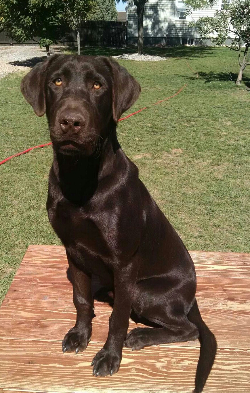 Rocky Mountains Oliver JH | Chocolate Labrador Retriver