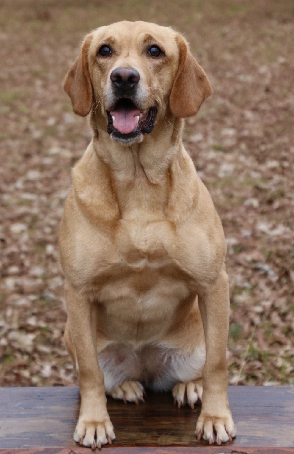 HRCH CockaDoodleDoosIttyBittyMillie SH CGC | Yellow Labrador Retriver