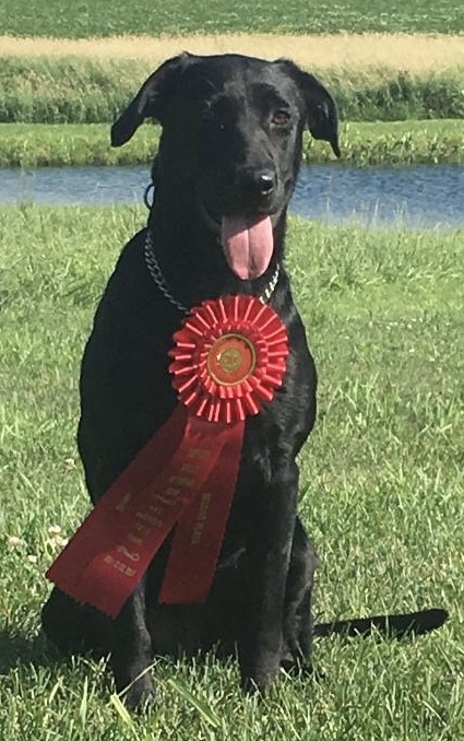 HRCH Leitner Farms Travl'n Girl MH MNR | Black Labrador Retriver