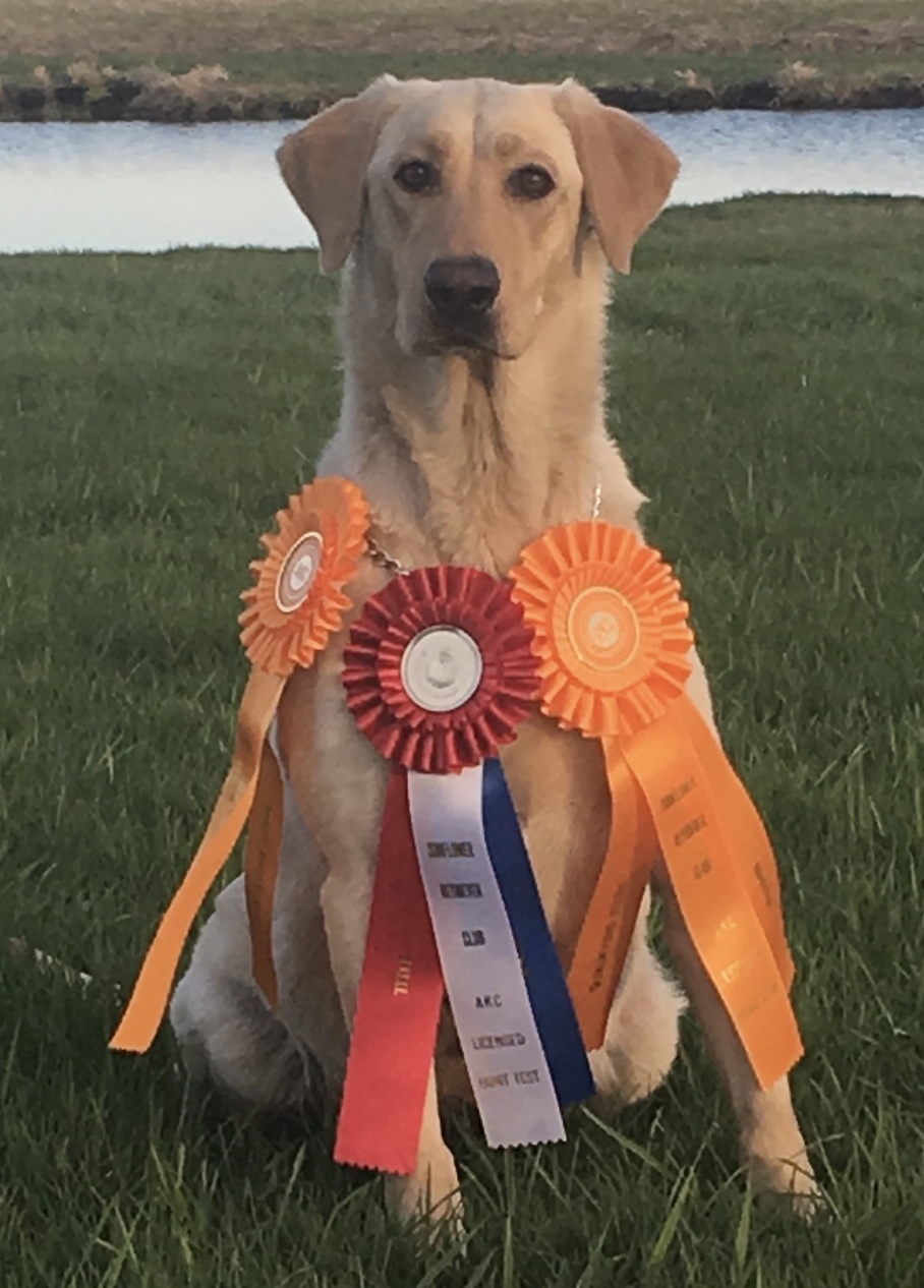 Leitner Farms Star of Dark Timber  MH | Yellow Labrador Retriver