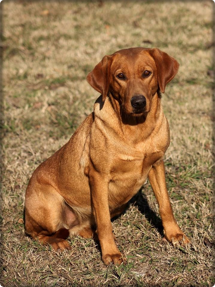 SHR Sagecreek's One Too Many DS JH | Yellow Labrador Retriver