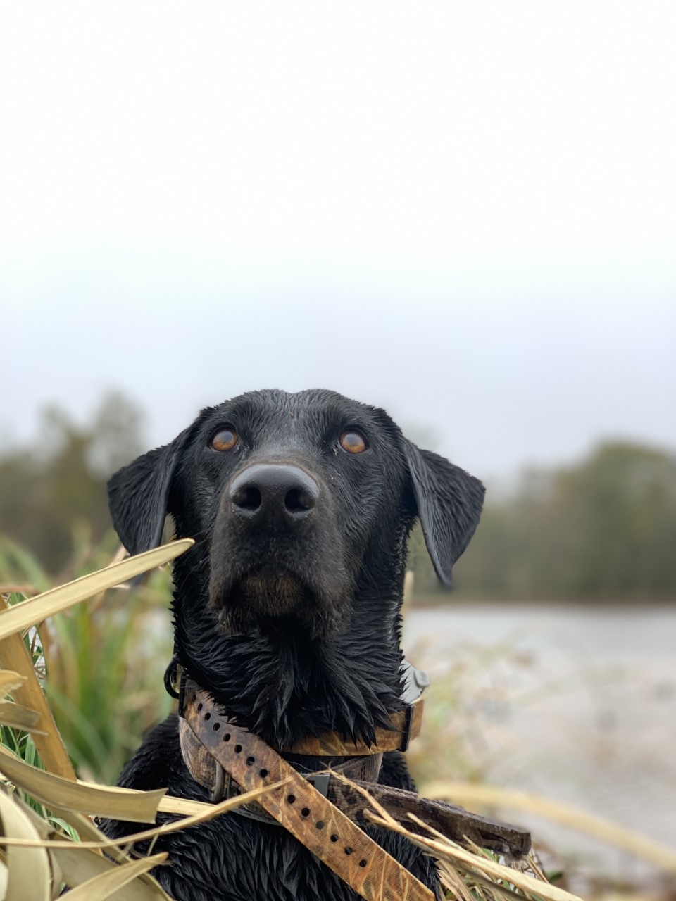 Backwater Sic'em Sadie | Black Labrador Retriver