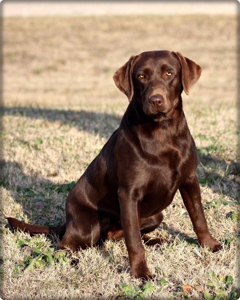 SBR Barracuda's Chocolate Swiss DS | Chocolate Labrador Retriver