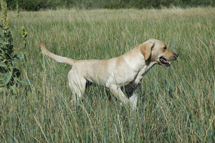 4XGMPR SHR Bearpoints Triple Threat Excalibur MH | Yellow Labrador Retriver