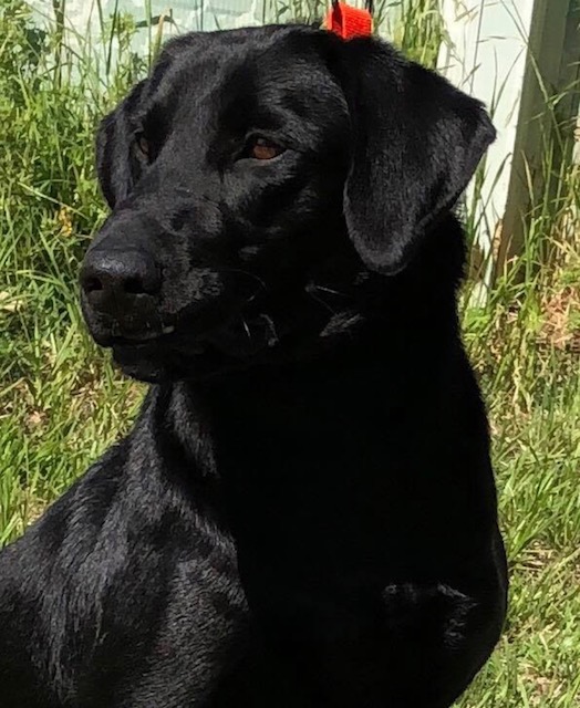 Crumpler's Water Under The Bridge | Black Labrador Retriver