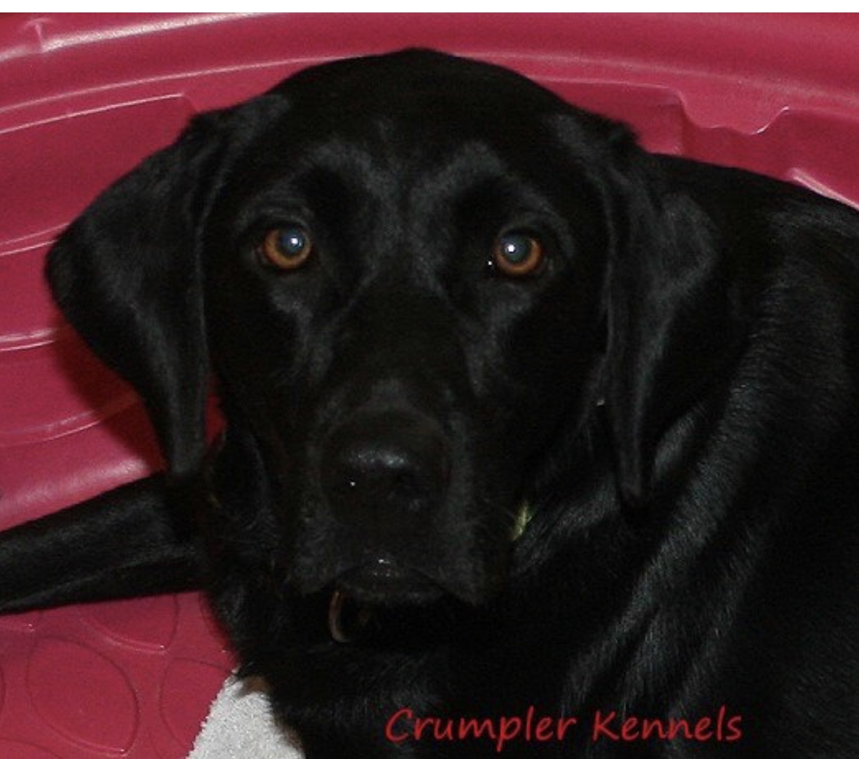 Crumpler's There's No Place Like Home | Black Labrador Retriver