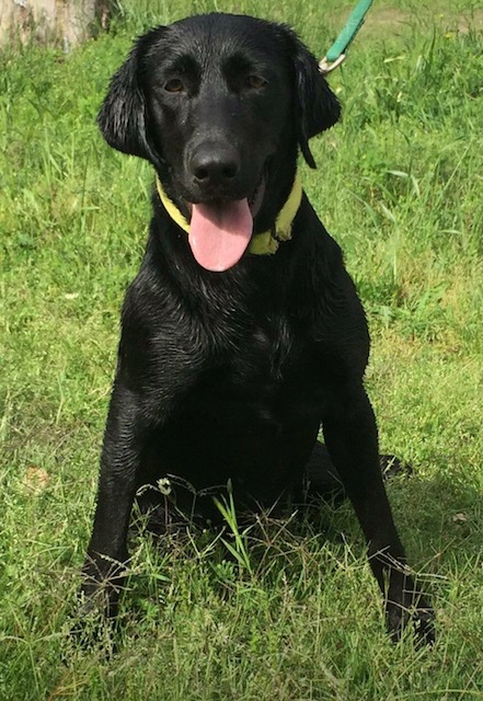 Crumpler's Nobody Puts Baby In A Corner | Black Labrador Retriver