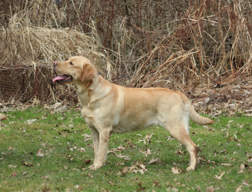 Newlander's Boats a Rockin' CGC | Yellow Labrador Retriver