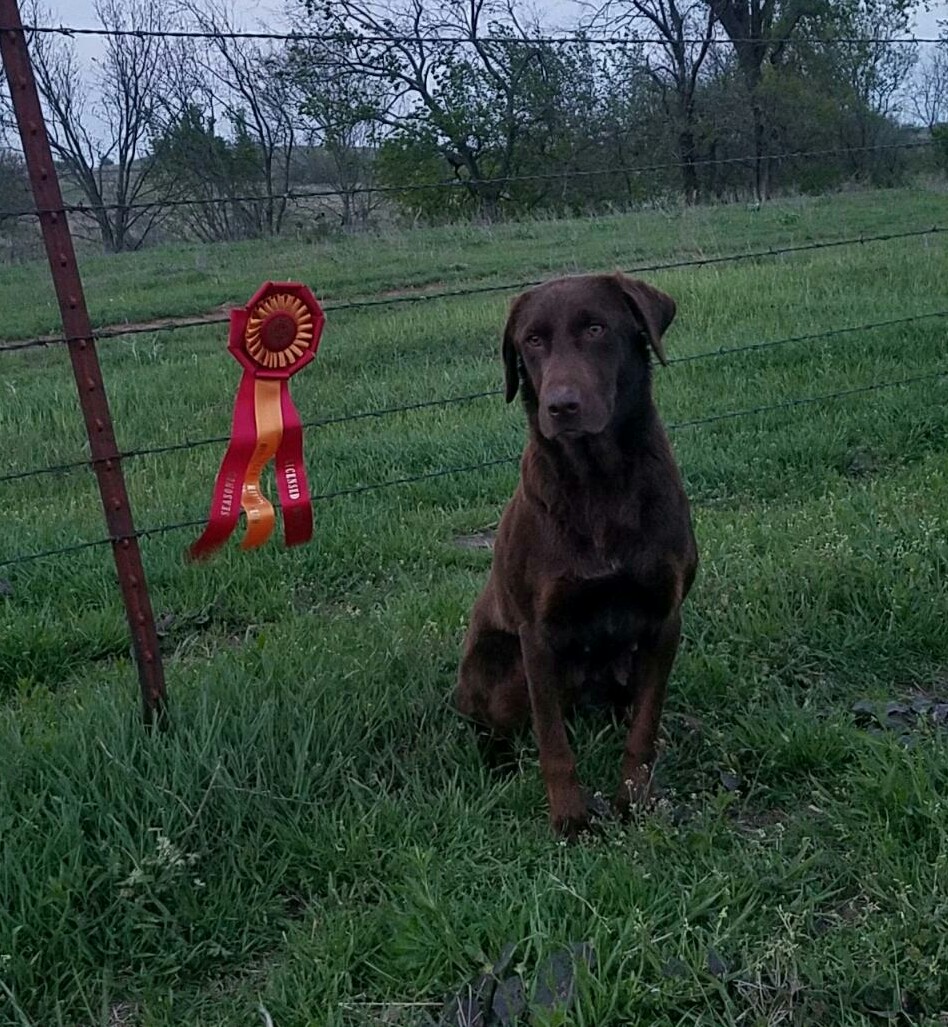 APR Chocolate Storm Of Rock Hard Pointing Labs | Chocolate Labrador Retriver