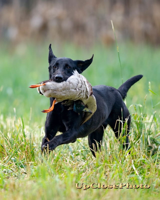 GRHRCH SRSAC Feliciana Lady Antebellum MHR | Black Labrador Retriver