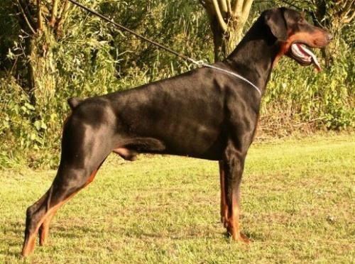 Graaf Humphrey v. Neêrlands Stam | Black Doberman Pinscher