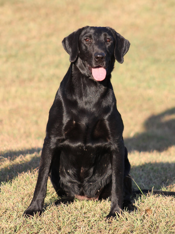 Driftwood's Long Cool Woman JH | Black Labrador Retriver