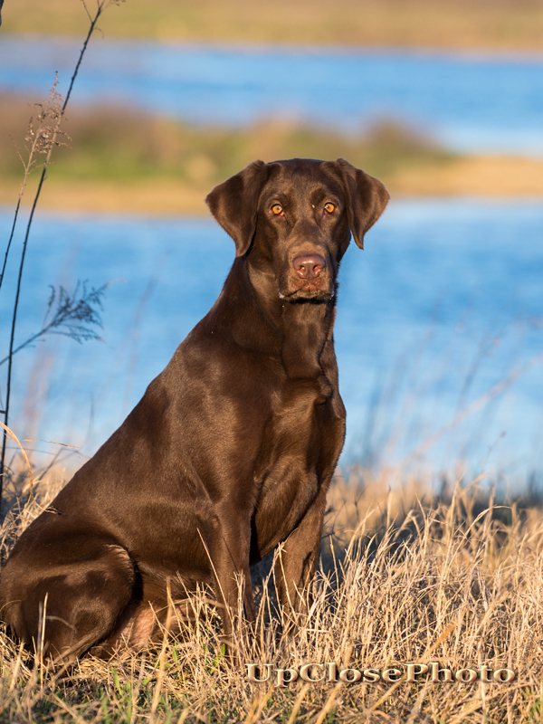 HRCH Harness Creek's CatsCove Katybelle | Chocolate Labrador Retriver