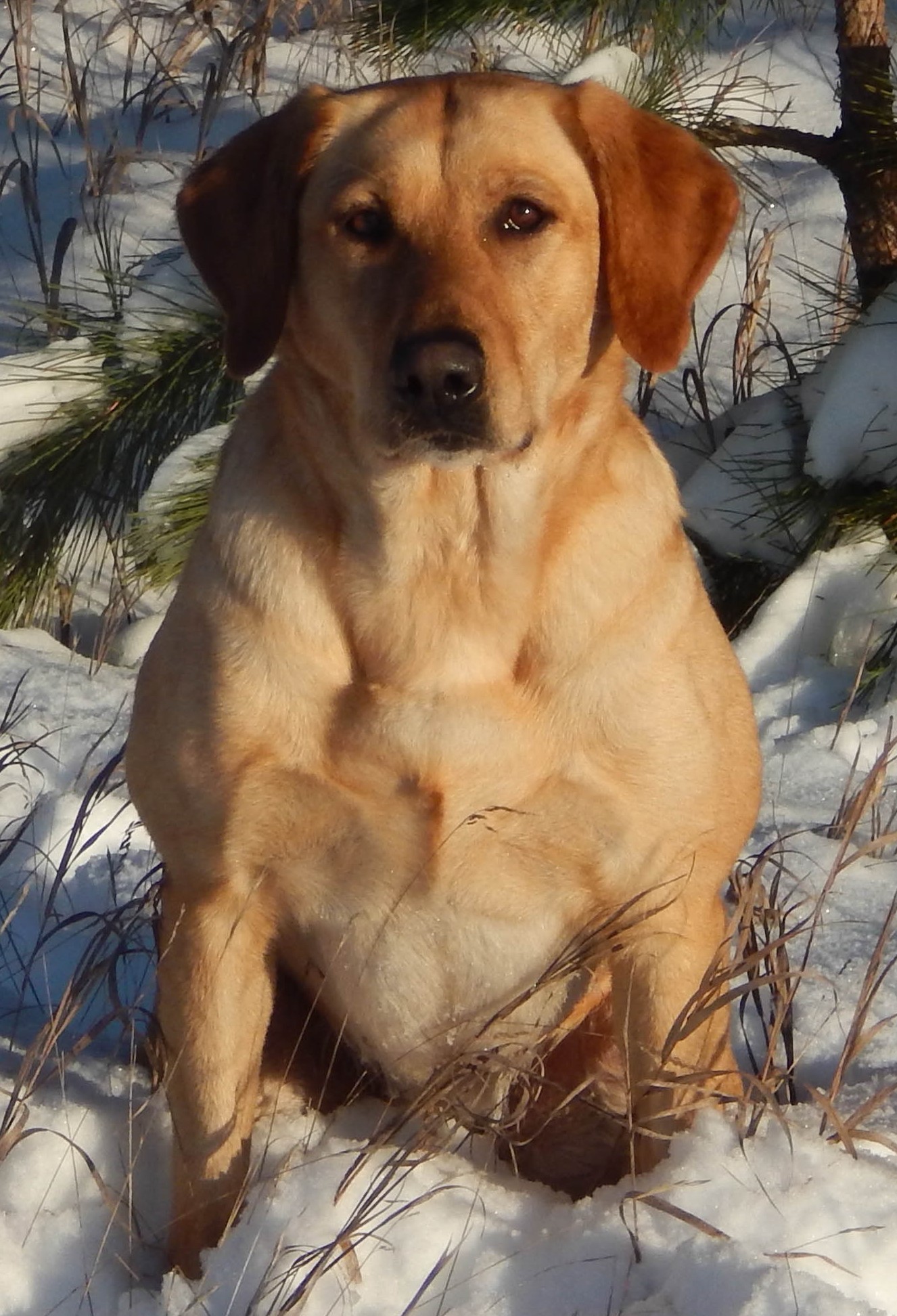 Birddog's Ebonstar Blast Of Trinity SH | Yellow Labrador Retriver