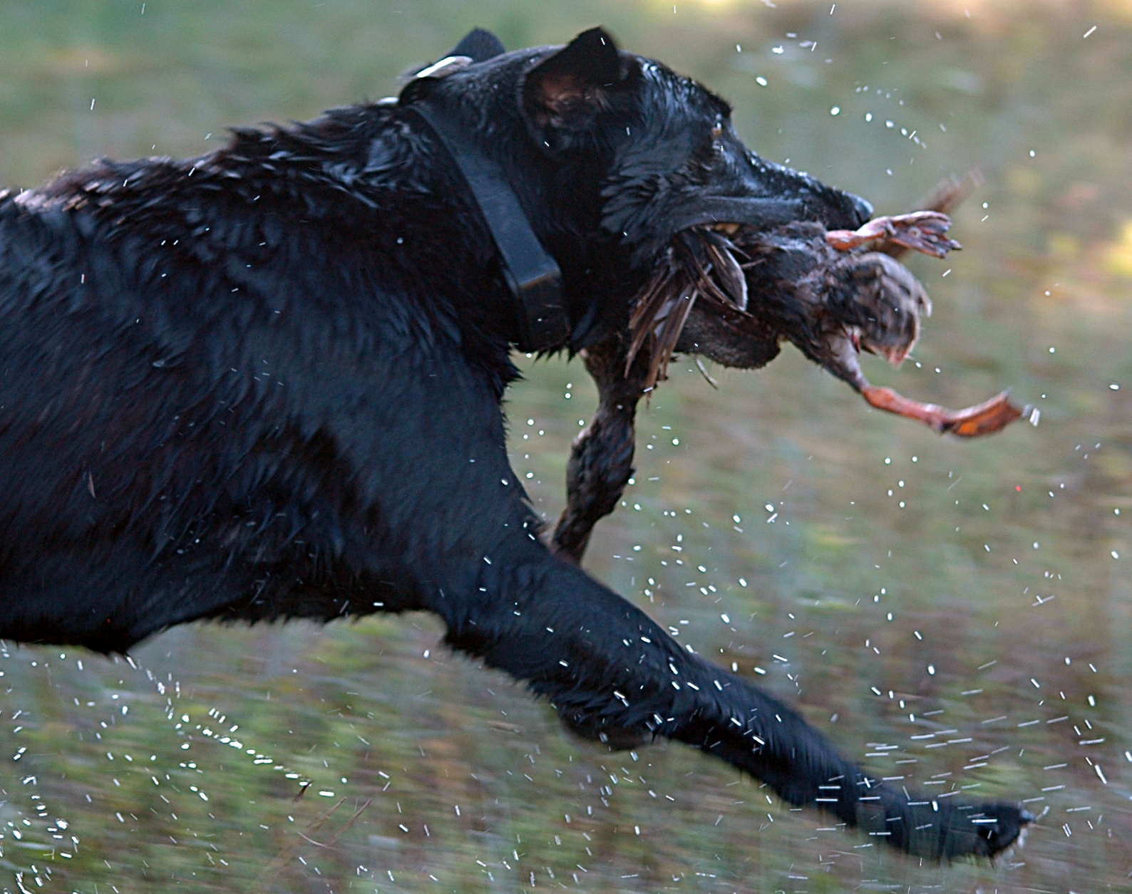 Ardentts Eightt On The Richter Scale JH | Black Labrador Retriver