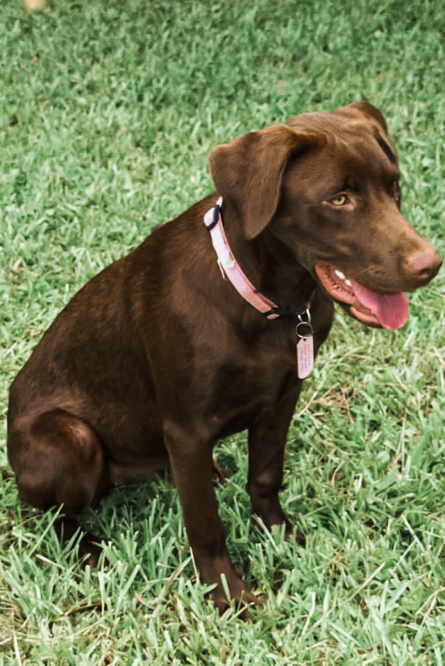 Melancon's Cajun Alli Gator | Chocolate Labrador Retriver