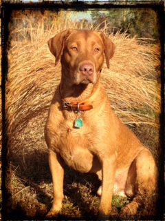 Kellar's Rudy Red Alexander | Yellow Labrador Retriver