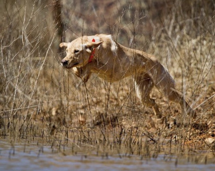 HRCH Riverwood's Homemade Biscuit | Yellow Labrador Retriver