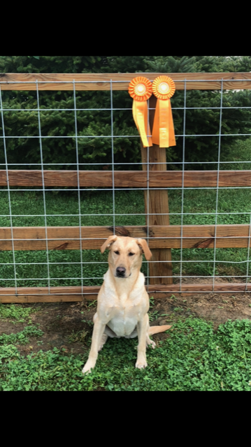 Blackhawk Ridge's Sugar Shack SH | Yellow Labrador Retriver