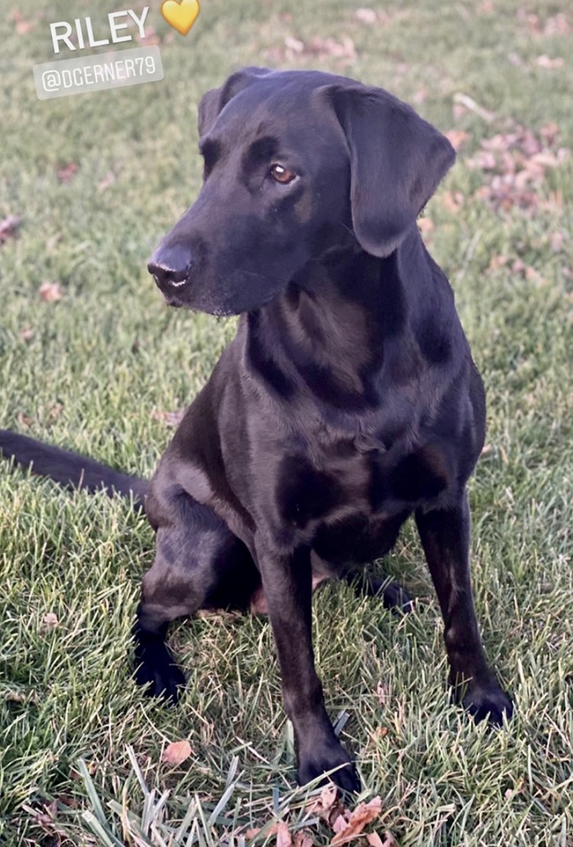 GRHRCH Webb Footed's All Riled Up MH | Black Labrador Retriver