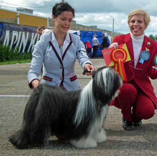 FALAMANDUS ORIGINAL KICK MASTER | Tibetan Terrier 