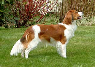 Cirtaps J-G Prinses Leopoldina | Kooikerhondje 