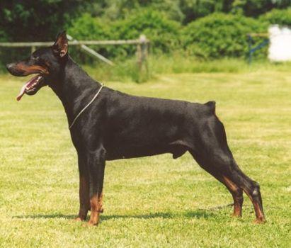 Don Vijoko di Matario | Black Doberman Pinscher