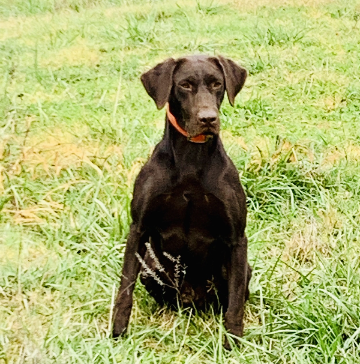 GRHRCH Breeze Hill's The Wizard | Chocolate Labrador Retriver