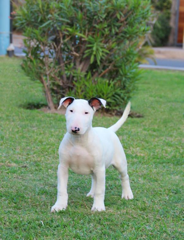 Aliaga bazan at fomo | Bull Terrier 