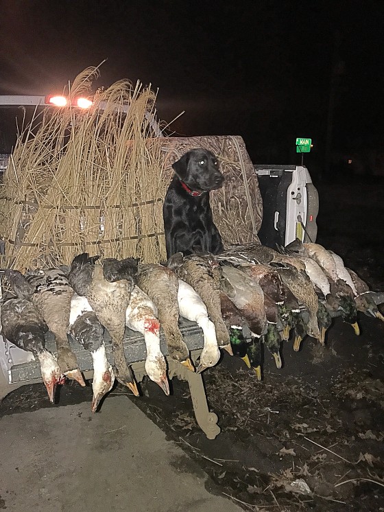 HR L&D Retrievers Benelli Rae | Black Labrador Retriver