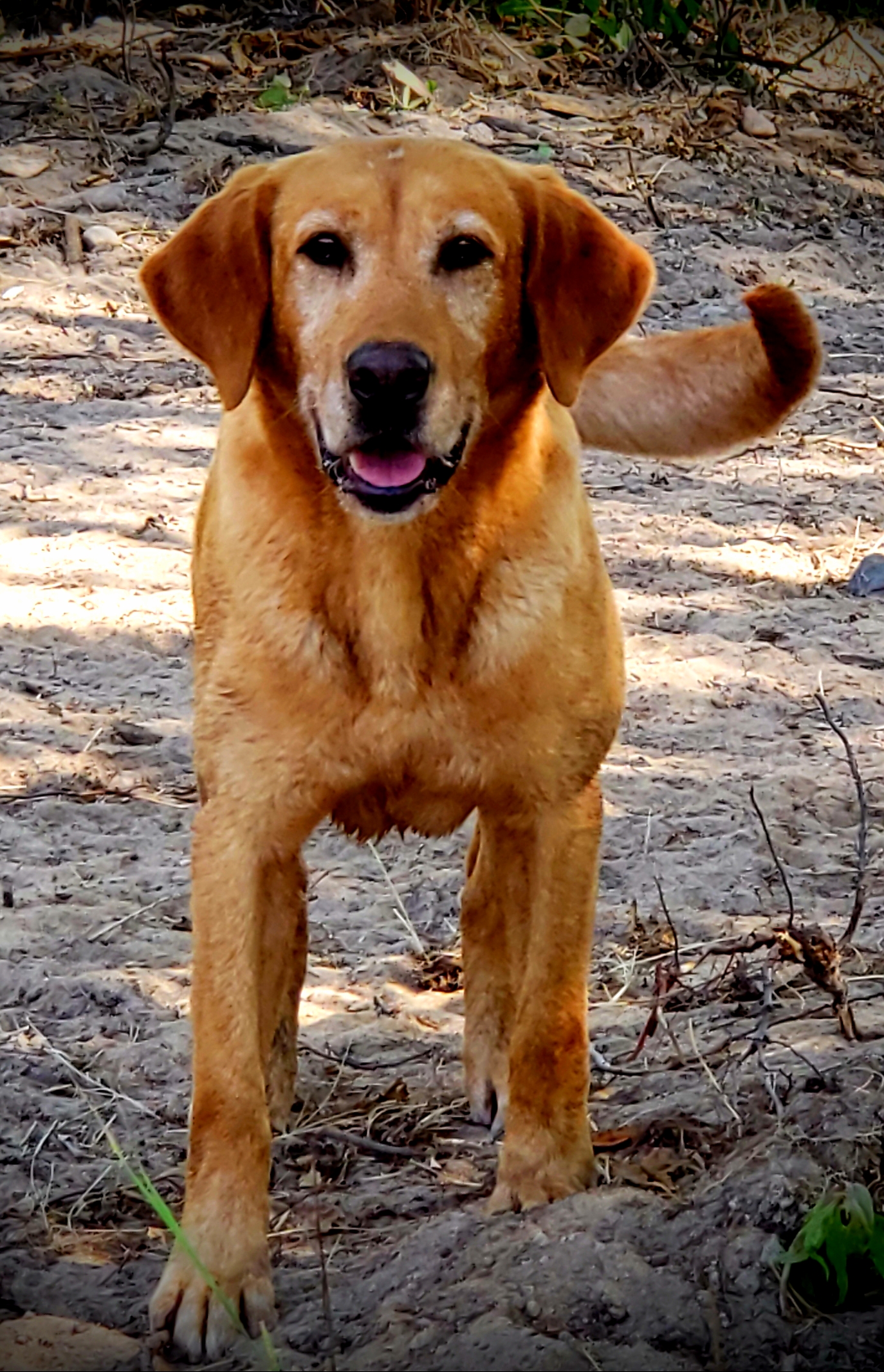 HRCH Torgs Chip Off The Old Stoney MH | Yellow Labrador Retriver