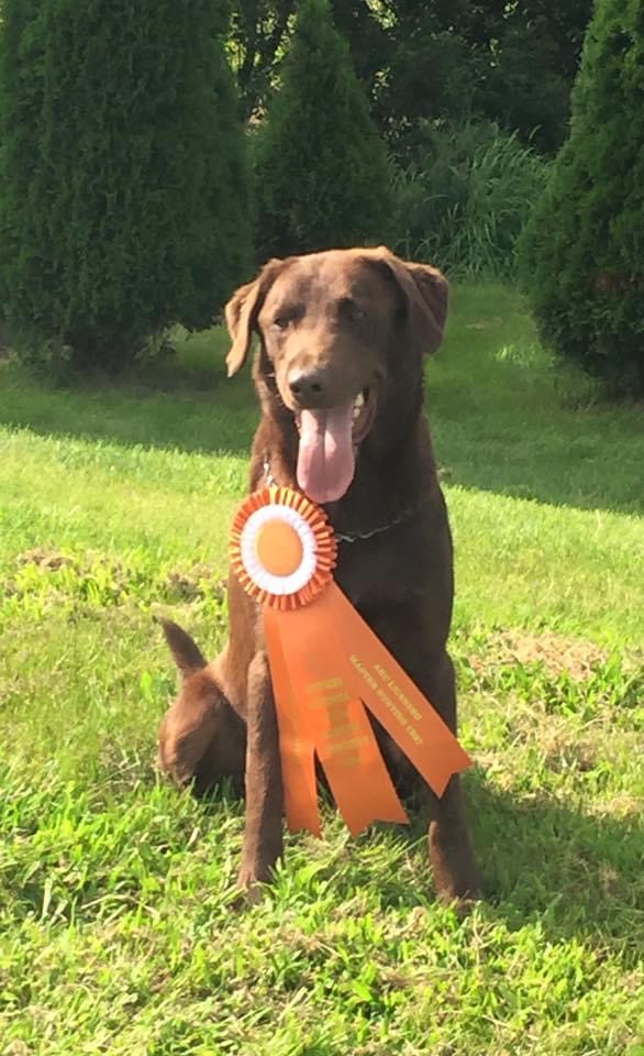 HR Bally's Peanut Butter On My Chocolate MH | Chocolate Labrador Retriver