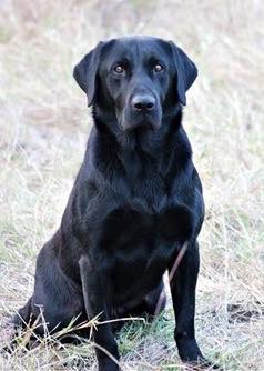 HRCH Washita's All Charged Up MH MNH5 | Black Labrador Retriver