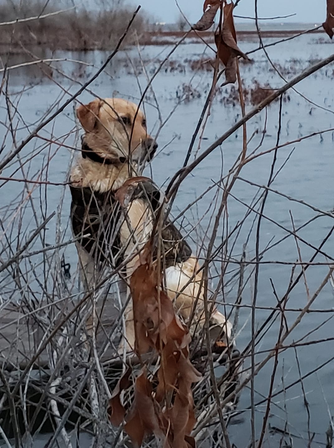 HRCH Wyldfire's Once In A Blue Moon MH | Yellow Labrador Retriver