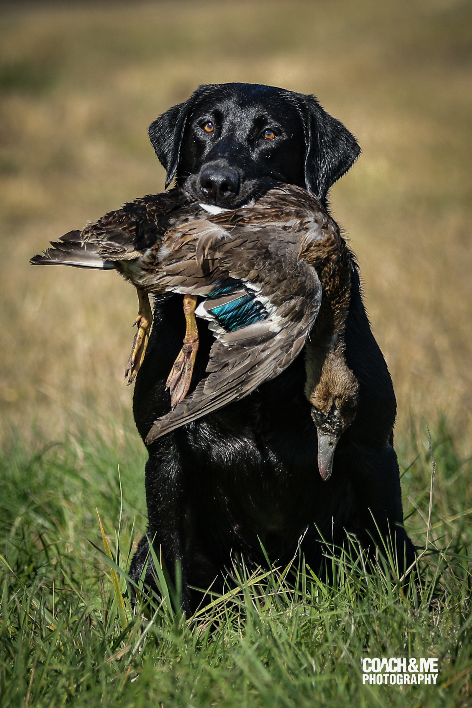 Wyldfire's Cool The Engines SH | Black Labrador Retriver