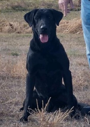 HRCH Copper Canyon's Texas Ranger MH | Black Labrador Retriver