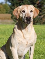 GRHRCH  Flatlander's I Can't Drive 55 MH MNR | Yellow Labrador Retriver