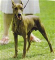 Kalifan Muku | German Pinscher 