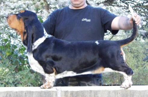 King's Rabbit Bagheera | Basset Hound 