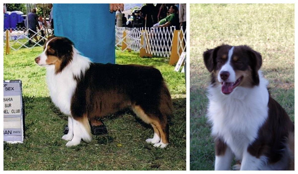 Sizzln Hot Hearts On Fire | Australian Shepherd 