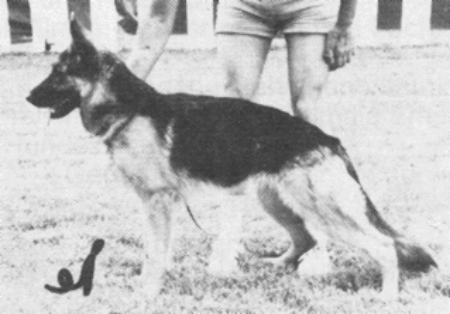 Ira aus dem Heckhausen-Zwinger | German Shepherd Dog 