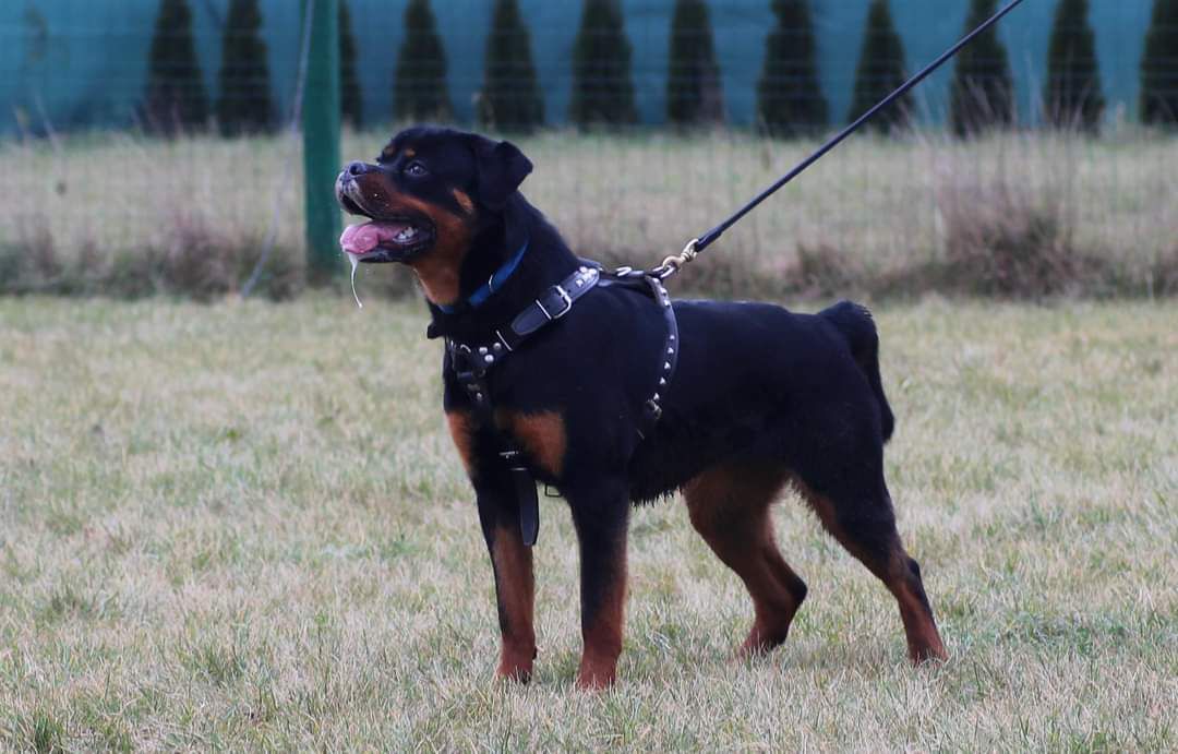 Chilli vom Hause Rottik | Rottweiler 