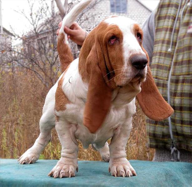 PALMIRA | Basset Hound 