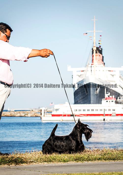 Roundtown Queen of Hearts of Maryscot | Scottish Terrier 