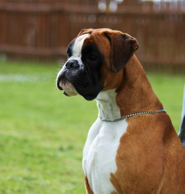 Ulisse di Casa Vernice | Boxer 