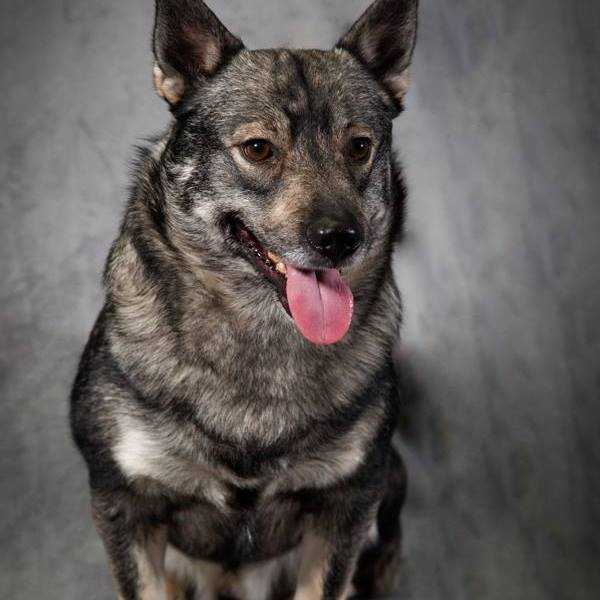 Foxberry Aksel | Swedish Vallhund 